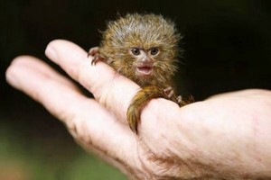 کوچکترین میمون جهان