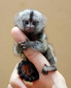 کوچکترین میمون جهان